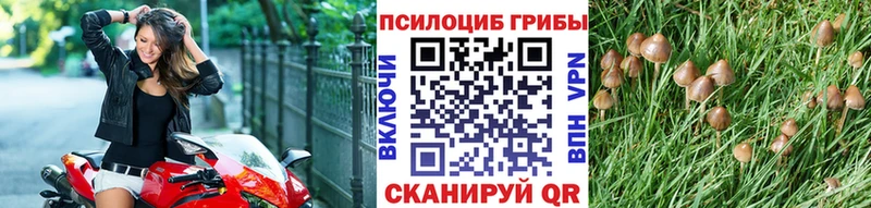 купить  сайты  Сусуман  Галлюциногенные грибы Psilocybe 